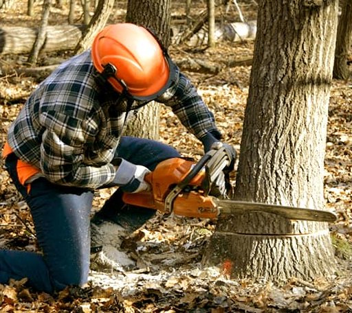 Tree Removal in Forney, TX